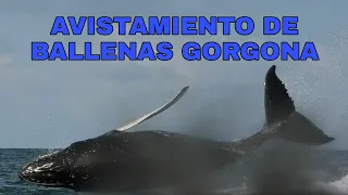 AVISTAMIENTO DE BALLENAS EN LA BELLA ISLA DE GORGONA COLOMBIA