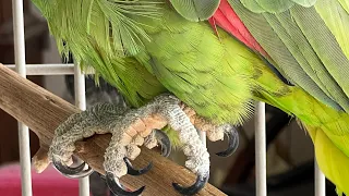 Trim Your Parrots Nails Without Getting Hurt! #parrot_bliss #parrot #caique