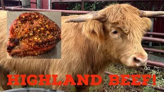 How much beef did we get from our highland steer?