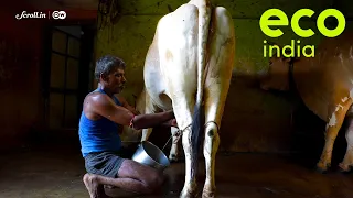 Eco India: From lighting streets to fuelling farms, this village makes the best out of its cow dung