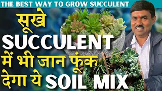 Best & Unique SOIL Mixture for Succulents || Everything About Succulents || DIY Growing Methods