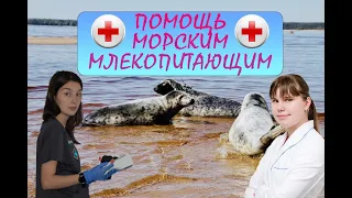 Помощь морским млекопитающим - балтийская нерпа - ветеринарная клиника