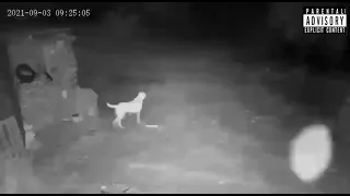 Wolves Attack Farmer’s Dog / الذئاب تهاجم كلب المزارع