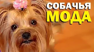 Галилео. Собачья мода