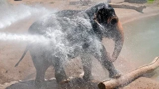 Reba the Elephant Enjoys a Fire Hose Shower Massage!