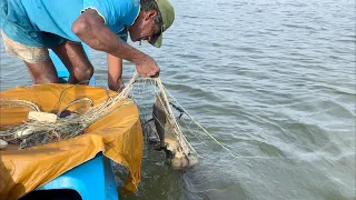 Big Shrimp fishcathing in Sri Lanka🇱🇰