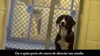 Reação de um cachorro ao ser adotado