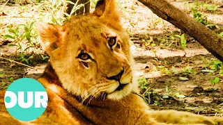 Female Lion Struggles To Find Confidence In Pride | Lion Country Ep3 | Our World