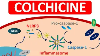 Colchicine Tablets for Gout | Mechanism, precautions & side efects