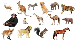 Animals Name with Spelling | Animals Name | Faazil class