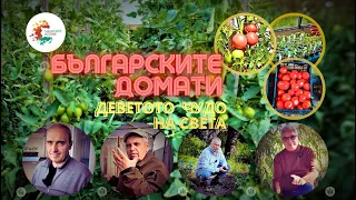 Най-вкусните и качествени домати на света-деветото чудо на Планетата. Българските домати. Вкусете ги