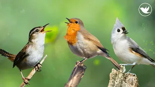Relaxing Birds Singing Atmospheres - Bird Song, Forest Sounds For Stress Relief