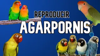 Trucos para Reproducir Agarpornis | Aves y Más.