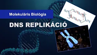 🧬 A DNS Replikáció (8 percben)