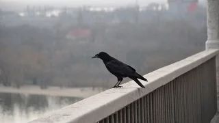 Жестокое самоубийство (слабонервным не смотреть)