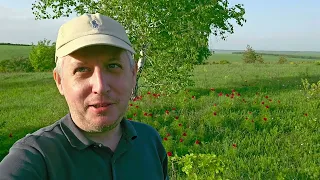 Приехал посмотреть на цветущие дикие пионы (Paeonia tenuifolia). 28 апреля 2024 г.