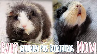 2 (!) New Guinea Pigs Introduction | Bonding Baby Pig & Mom