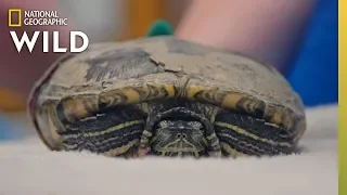 Fixing a Fractured Turtle | Dr. T, Lone Star Vet