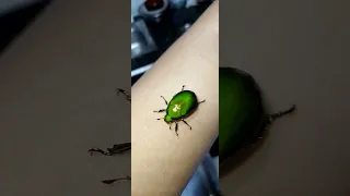 gold green beetles