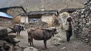 The Last Tibetan Village of Gorkha 4K - Tsum Valley Trek in 2024