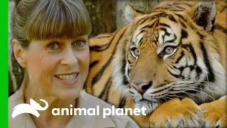 Terri Collects Poo Samples To Find Out If This Tiger Is Pregnant | Crikey! It's The Irwins
