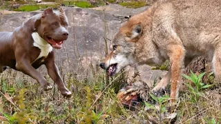 Wolf stole Chicken right under the nose of a Pitbull!!!