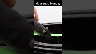 The Slap Bracelet Mouse Trap.