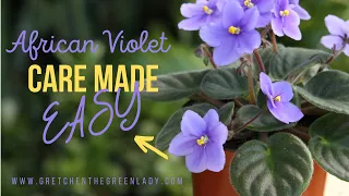 🌺African Violet Care Made Easy🌸