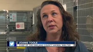 178 cats removed from home in largest animal hoarding case in Oakland County's history