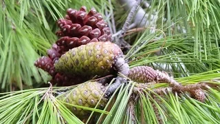 Stroke and pine cones in Africa (all stages of development). Pine 🌲 Aleppo. (Pīnus halepēnsis).