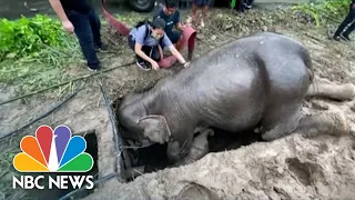 Watch: Dramatic Video Shows Rescue Of Baby Elephant That Fell Into A Manhole In Thailand