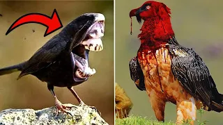 20 Deadliest Birds You Should Run Away From
