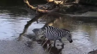 Animals Travel l Crocodile Attacks Zebra