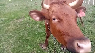 Выгнали коров проверили электропастух