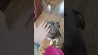 My very friendly blue nose pitbull