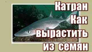 309_Катран. Как вырастить из семян