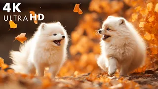 Lovely Autumn Moments Of Baby Wild Animals With Relaxing Music : Cute Animals 4K (60FPS)