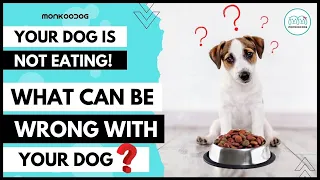 Top 5 reasons why my dog is not eating anything