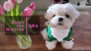 ALL YOU NEED (AND WANT) TO KNOW ABOUT MALTESE DOGS (Q&A #3)