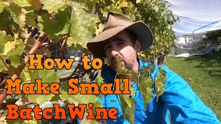 How to Pick and Process Grapes to Make Wine