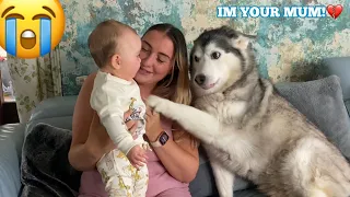 Husky Thinks She’s My Babies Mum!😭.