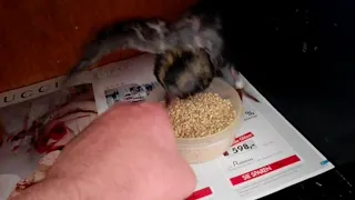 How to teach a young Pigeon to eat seed