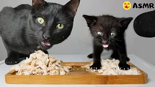 Kitten & Cat eating chicken ASMR