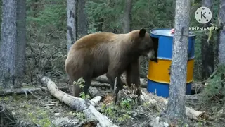 3 HUNTING BEARS KILL SHOT COMPILATION