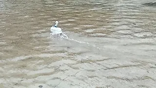 RC Duck