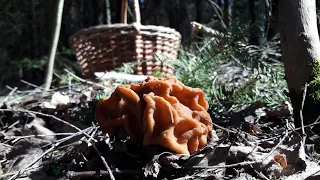 Первые весенние грибы 2020 года. Много грибов и впечатлений!