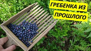 Собираем чернику гребенкой!!! Гребенка из прошлого! Комбайн для ягод!