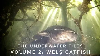 The Underwater Files - Volume 2: Wels Catfish