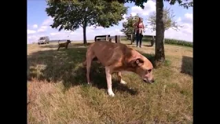 Alter Hund.....die letzten Minuten in seinem Leben