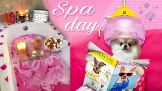 Уход за шерстью шпица🐶🫧🛁 Шоппинг для дома🛒🛍️